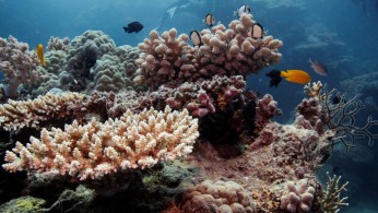 FILE PHOTO: Reef fish swim above recovering coral colonies on the Great Barrier Reef off the coast of Cairns, Australia October 25, 2019. 