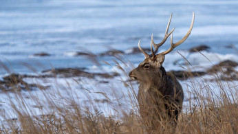 THE DEER