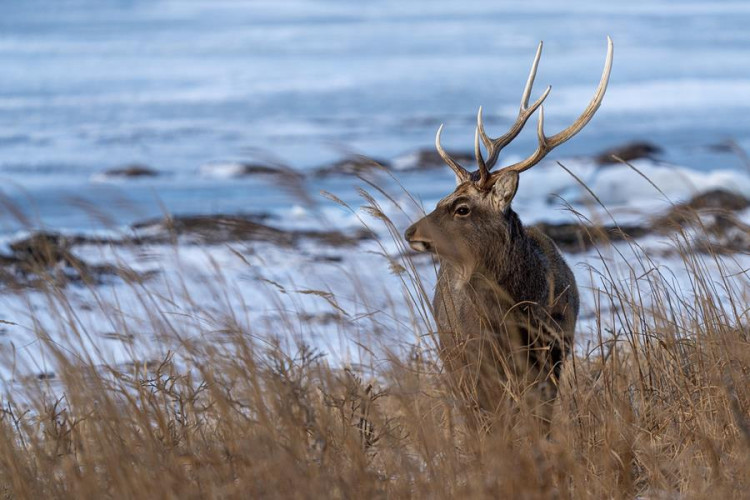 THE DEER