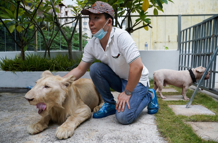A confiscated pet lion poses with its owner