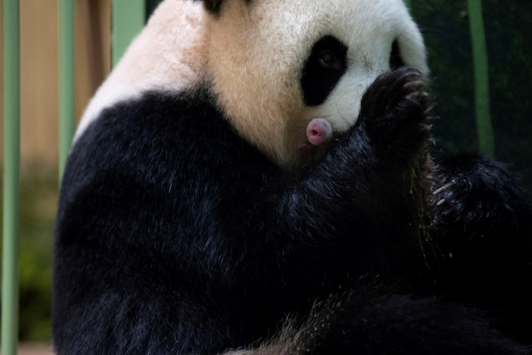 Panda
