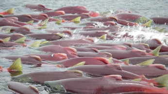 Sockeye Salmon  