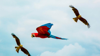 PARROT