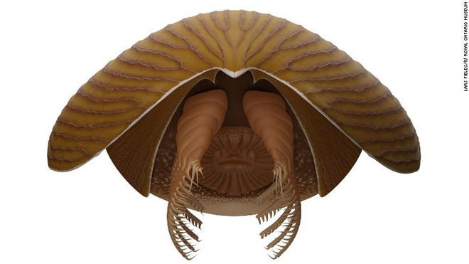 Massive New Animal Species Discovered in Half-Billion-Year-Old Burgess Shale