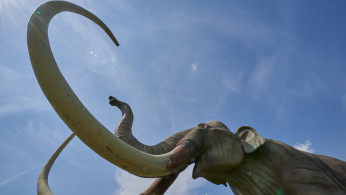 MAMMOTH REPLICA