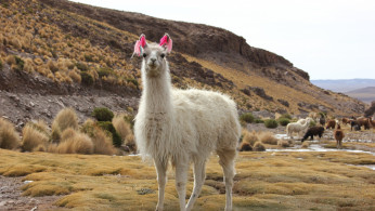CUTE LLAMA