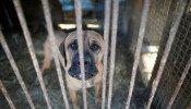 A dog is pictured in a cage at a dog meat farm in Wonju, South Korea. 
