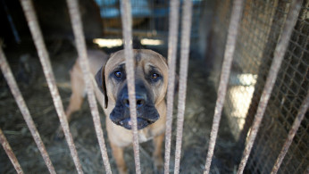 A dog is pictured in a cage at a dog meat farm in Wonju, South Korea. 