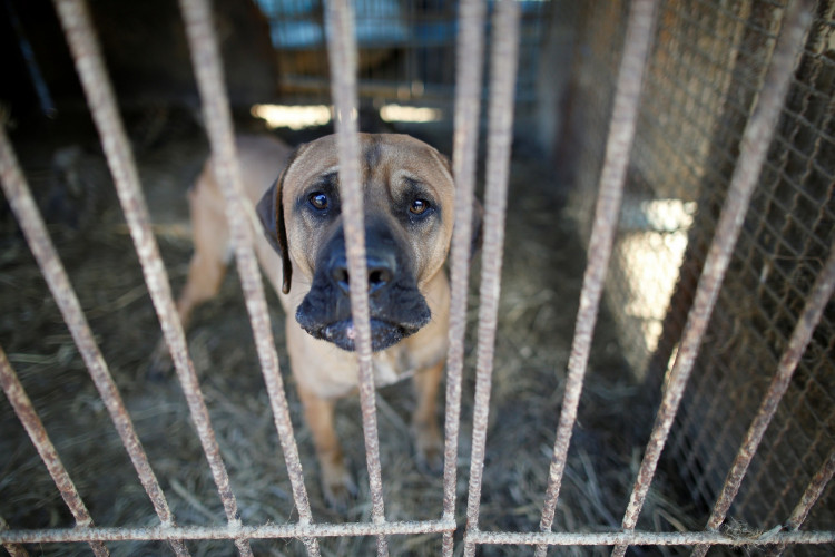 A dog is pictured in a cage at a dog meat farm in Wonju, South Korea. 