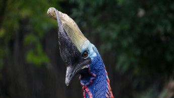 CASSOWARY
