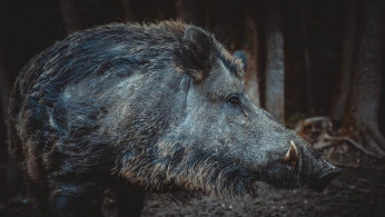 CRAZY BOARS
