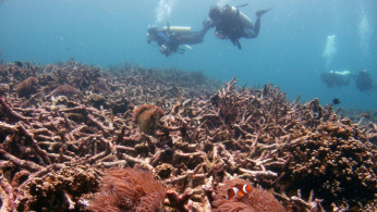 Coral Reefs