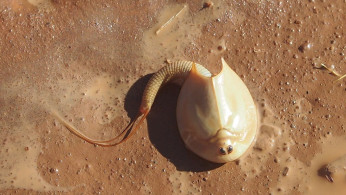 Triops australiensis