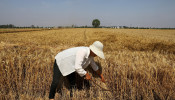 Rains delay wheat planting, autumn grain harvest in China - ministry