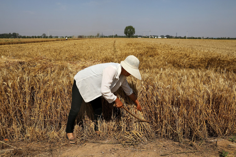 Rains delay wheat planting, autumn grain harvest in China - ministry