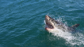 GREAT WHTE SHARK