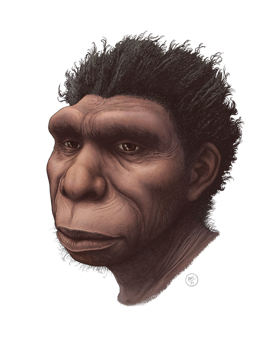 Artist rendering of Homo bodoensis.