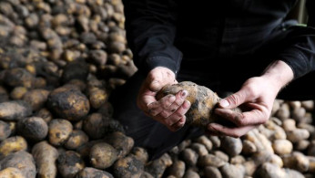 Potato