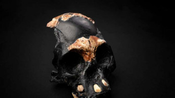 Leti, young Homo naledi