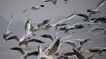 BIRD FLU