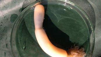 PENIS WORM