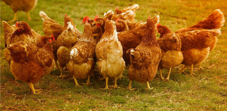 BIRD FLU