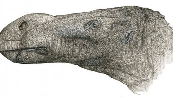Brighstoneus simmondsi