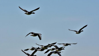 AVIAN FLU