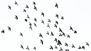 BIRDS