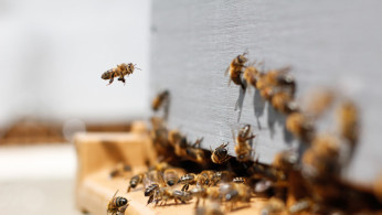 BEES