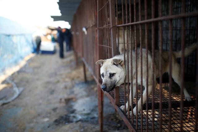 Dog Meat