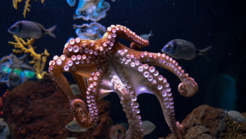 OCTOPUS