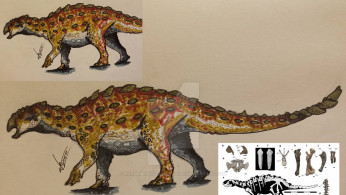 S. elengassen