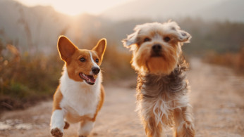 PUPPIES!