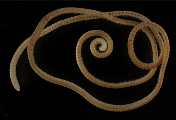 E. Persephone