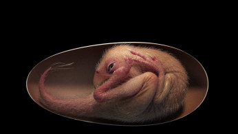 Fossilized dinosaur embryo found exquisitely preserved inside egg.