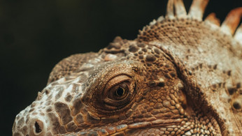 Scientists Unearth Monstrous Sea Lizard Whose Massive Size Defies Evolution