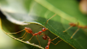 ANTS