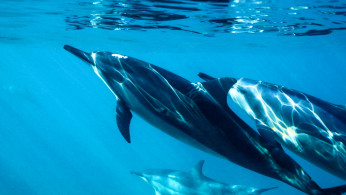 DOLPHINS
