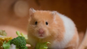 Hamster