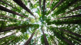 TREES
