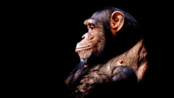 CHIMPANZEE