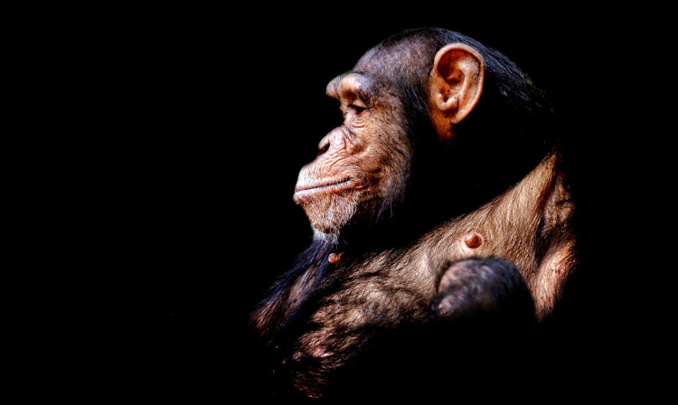 CHIMPANZEE