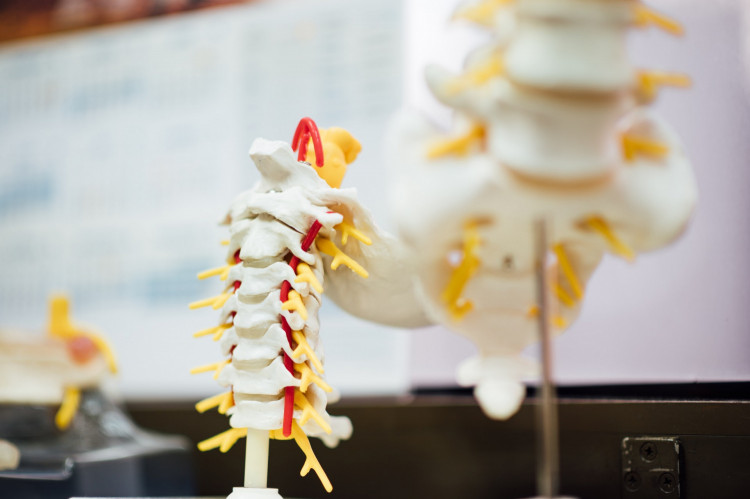 HUMAN SPINE