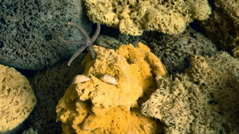 SEA SPONGE
