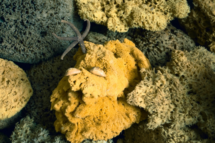 SEA SPONGE