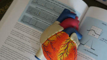 HEART MODEL