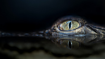 CROCODILE EYE