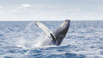 HUMPBACK WHALE