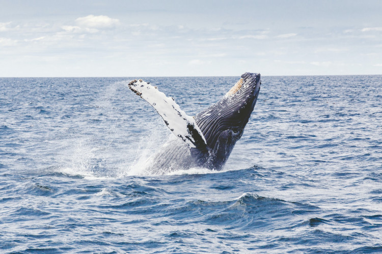 HUMPBACK WHALE
